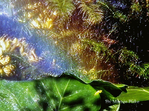 Chuva_Arco-ris_Gif.gif image by marcospiske